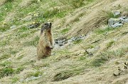 79 Marmotta in sentinella...